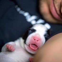 American Staffordshire Terrier Puppies from Liberty Am Staffs