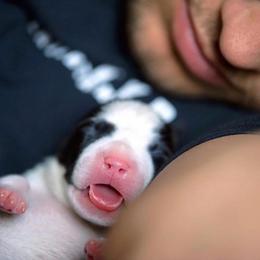American Staffordshire Terrier Puppies from Liberty Am Staffs