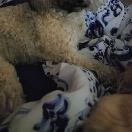 Stormie - Shihpoo