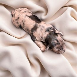 Tin Man - Blue merle male Aussiedoodle puppy in Sparta, Missouri from Sis' Doodles & Poodles