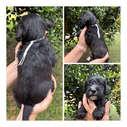 White Collar - Black male Schnoodle puppy in Winchester, Tennessee from Mahaffey’s Doodles