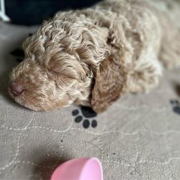 Life (Black) - Cream female Labradoodle puppy in Mechanicville, New York from Deuce's Doodles