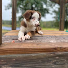 Hannah - Red tri female Miniature Australian Shepherd puppy in Doddridge, Arkansas from Huddleston Farm