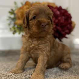 Pecan Swirl - Caramel female Australian Labradoodle puppy in Fremont, New Hampshire from Birchwood Labradoodles