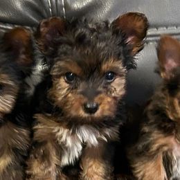 Duke - Black and tan male Yorkshire Terrier puppy in Ocala, Florida from Top Notch Pupz