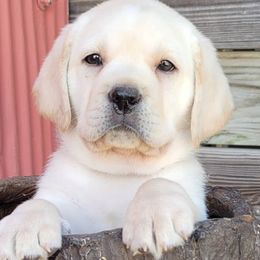 Labrador Retriever Puppies from Logan Acre Labradors