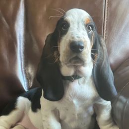 Boy 5 - Black brown and white Basset Hound puppy in Columbia, South Carolina from Pawmetto Hounds