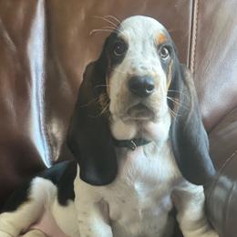 Boy 5 - Black brown and white Basset Hound puppy in Columbia, South Carolina from Pawmetto Hounds