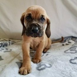 Boy 2 - Red male Bloodhound puppy in Paoli, Indiana from Houndsarunning Bloodhounds