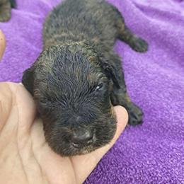 Purple girl 1950 - Chocolate merle female Bernedoodle puppy in Lafayette, Alabama from Williams Lake Kennels