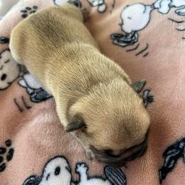 Magnolia - Fawn female French Bulldog puppy in Camden, South Carolina from Tiny Farm Frenchies