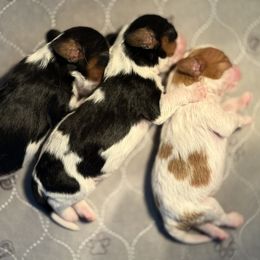 Blenheim Girl - Blenheim female Cavalier King Charles Spaniel puppy in Pleasant Hill, Iowa from Harvest Creek
