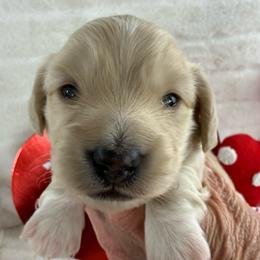 Ee cream black nose white on head - Cream male Dachshund puppy in Mineral Wells, Texas from Chilidog Dachshunds