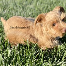 Miniature Schnauzer Puppies from Crown Schnauzers KC