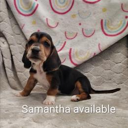 Samantha - Black brown and white female Basset Hound puppy in Newton Grove, North Carolina from MGA Basset Hound