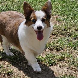Aurora - Pembroke Welsh Corgi