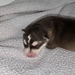 Siberian Husky Puppies from Anuun's Huskies