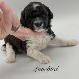 Lovebird - Parti male Poodle puppy in Wheatland, California from Sapphire Ridge Poodles