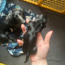 Solid Girl - Black and tan female Dachshund puppy in Belton, South Carolina from Wideners Dachshunds