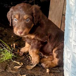 Red Phantom Tri, Female Three - Red phantom female Aussiedoodle puppy in Parma, Idaho from Arena Valley Acres