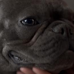 French Bulldogs from Best Friend Frenchies