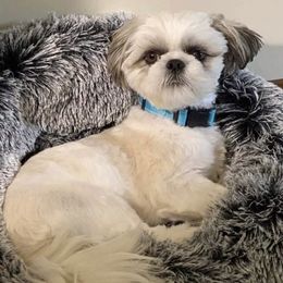 Shih Tzus from Briar Road Shih Tzu's