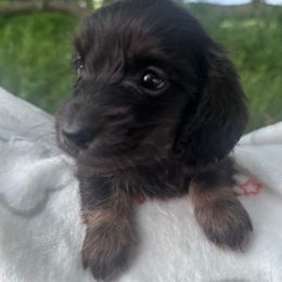 AKC male 2 - Black and tan male Dachshund puppy in De Soto County, Florida from Countridox Dachshunds