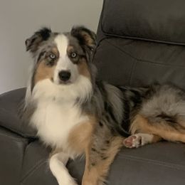 July - Australian Shepherd