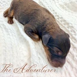 The Adventurer - Chocolate female Goldendoodle puppy in Livermore, Colorado from Heritage Hills Family Doodles