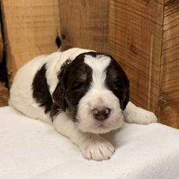 Boy 2 - Brown and white male Aussiedoodle puppy in Lavonia, Georgia from H & A Kennels