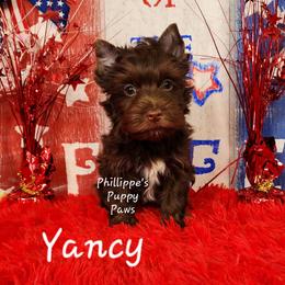 Yancy - Liver male Yorkshire Terrier puppy in Adair, Oklahoma from Phillippe's Puppy Paws