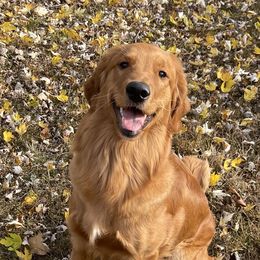 Lilly - Golden Retriever