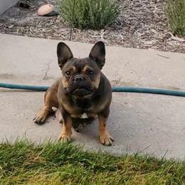 French Bulldogs from Majestic French Bulldog