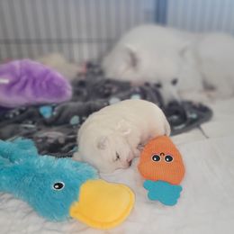 American Eskimo Dog Puppies from SkyFlyer Eskies