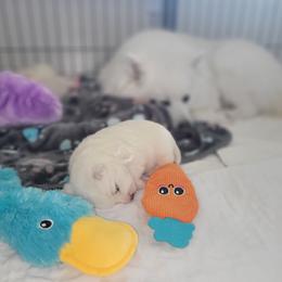 American Eskimo Dog Puppies from SkyFlyer Eskies