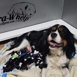 Zoey - Cavalier King Charles Spaniel