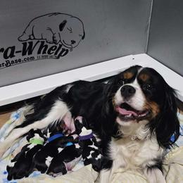 Zoey - Cavalier King Charles Spaniel