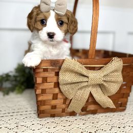Bernedoodle and Cavapoo Puppies from Apricot Roots Doodles
