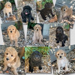 Goldendoodle, Labradoodle, and Poodle Puppies from Sugar Fig Kennel