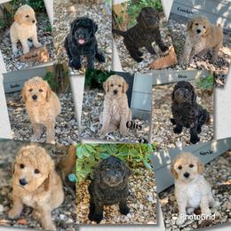 Goldendoodle, Labradoodle, and Poodle Puppies from Sugar Fig Kennel