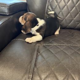 Bella - Black tan and white female Beagle puppy in Meridianville, Alabama from Spear Lake Beagles