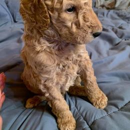 Poodle Puppies from KB Blue Sky Farm
