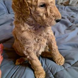 Poodle Puppies from KB Blue Sky Farm