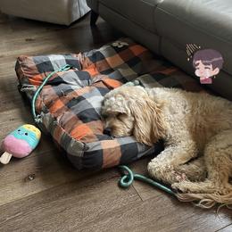 Cavapoo All Grown Up from WW Cavapoos
