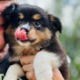 Sprite - Black tri female Toy Australian Shepherd puppy in Luling, Texas from Little Wood Toy and Mini Aussies