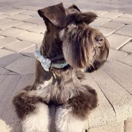 Juneau  - Miniature Schnauzer