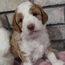 Posie - Red phantom female Aussiedoodle puppy in Nephi, Utah from Peachydoodlepups