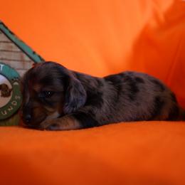 Clara Allen - Dapple female Dachshund puppy in Quemado, New Mexico from TNT Dachshunds