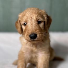 Fergus - Apricot male Goldendoodle puppy in Osage City, Kansas from Golden Ridge Goldens