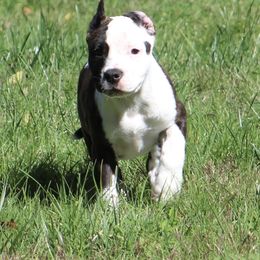 Lillie - Red brindle female American Staffordshire Terrier puppy in Guilford County, North Carolina from Explicit Kennel